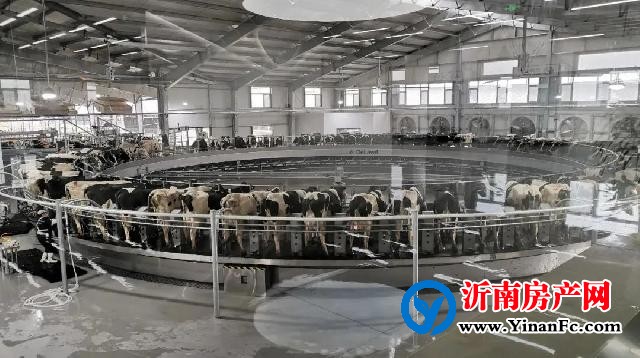 中地乳业沂南牧场隆重举行竣工投产仪式